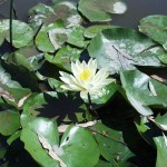 mexican_water_lily