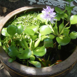 water hyacinth