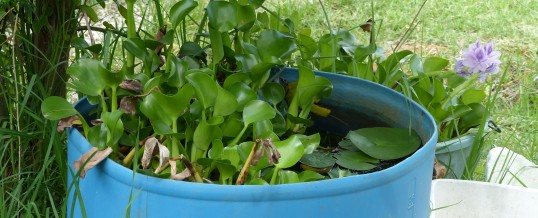 Water Hyacinth found in Albury – Report compiled by Jan Mitchell
